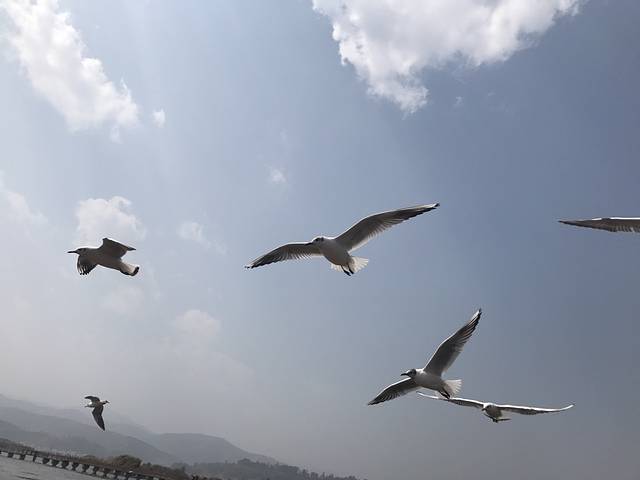 异龙湖万亩荷花园