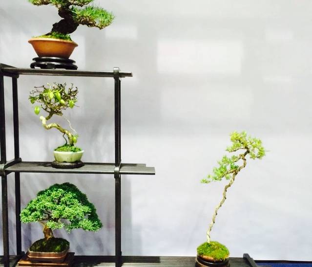 上海盆景博物馆