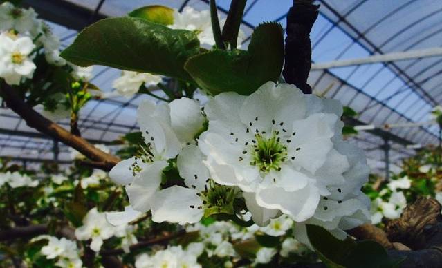 上海梨文化博物馆