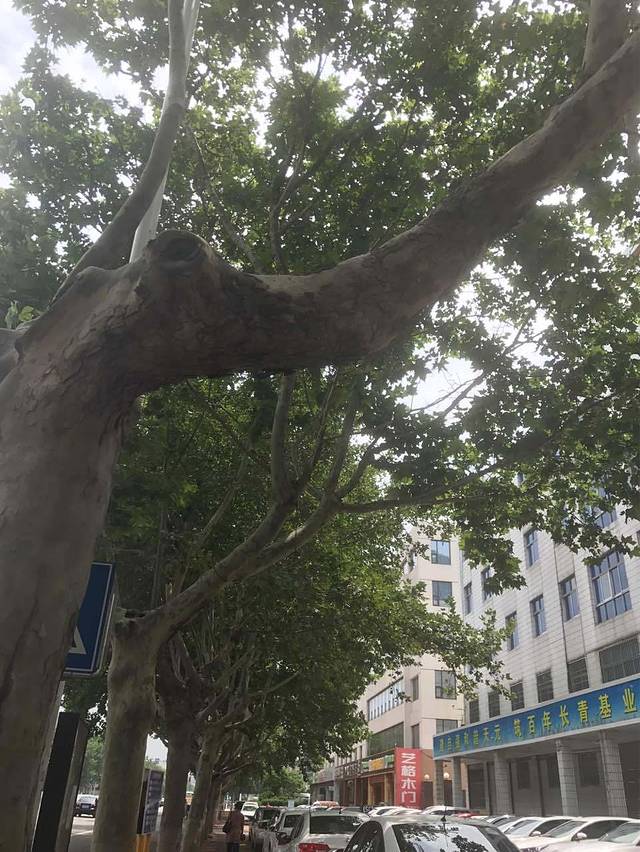 老马记羊肉馆(金雀山店)