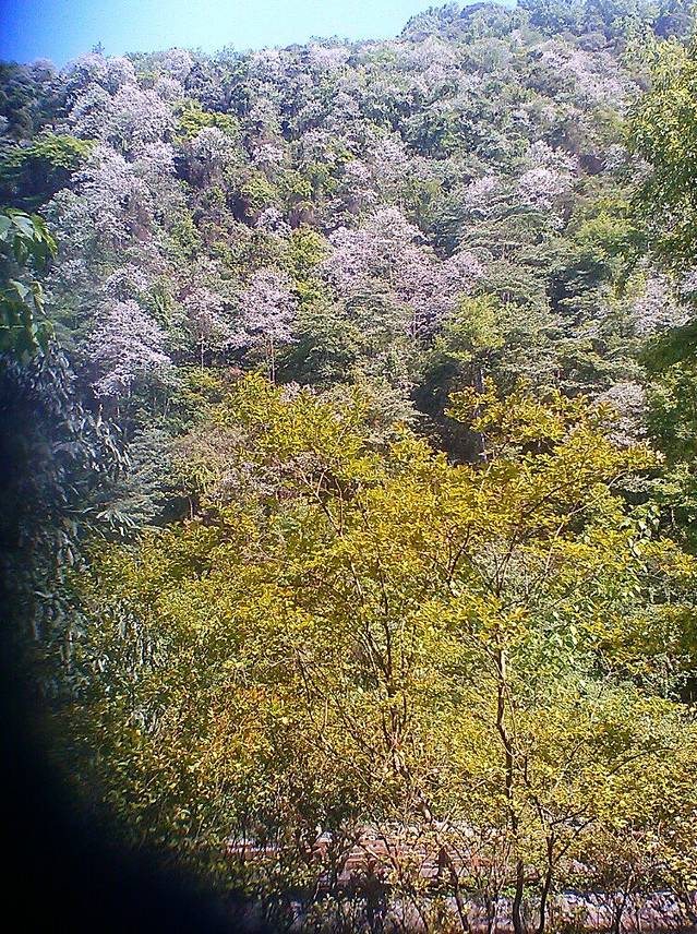 梵净山生态植物园