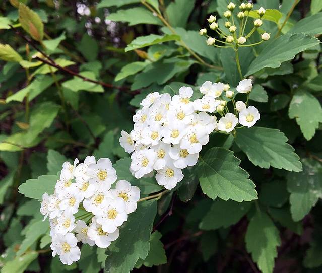 五一山省级森林生态旅游区