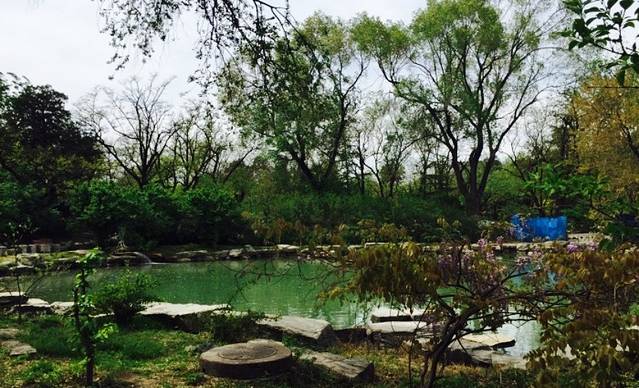 北京大学-鸣鹤园