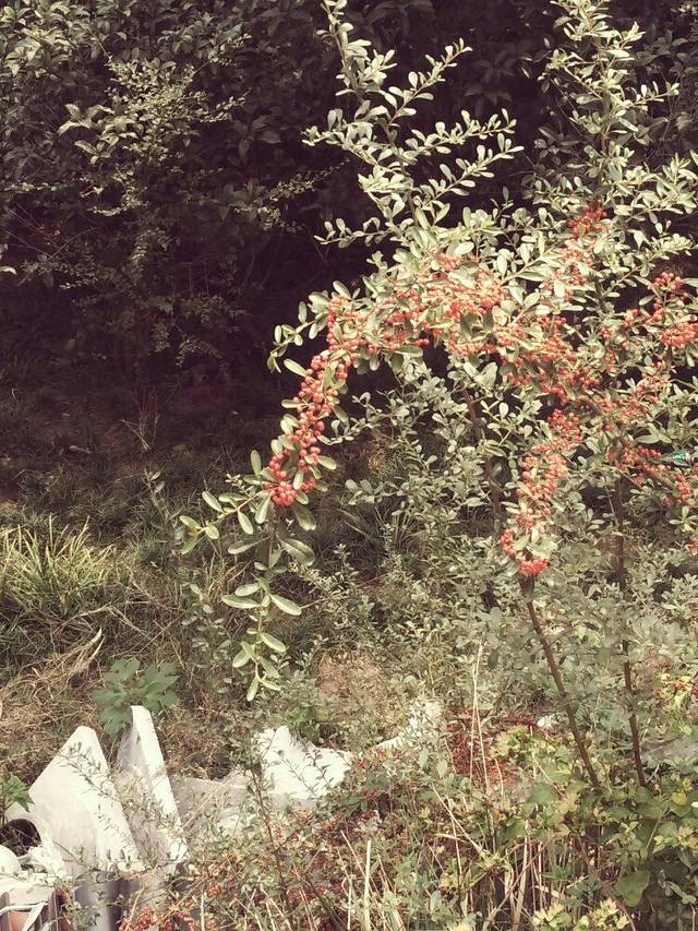 龙虬庄文化遗址