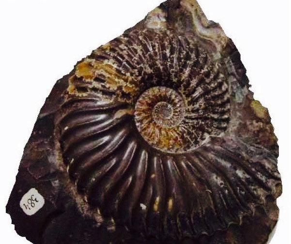 北京大学-地质博物馆