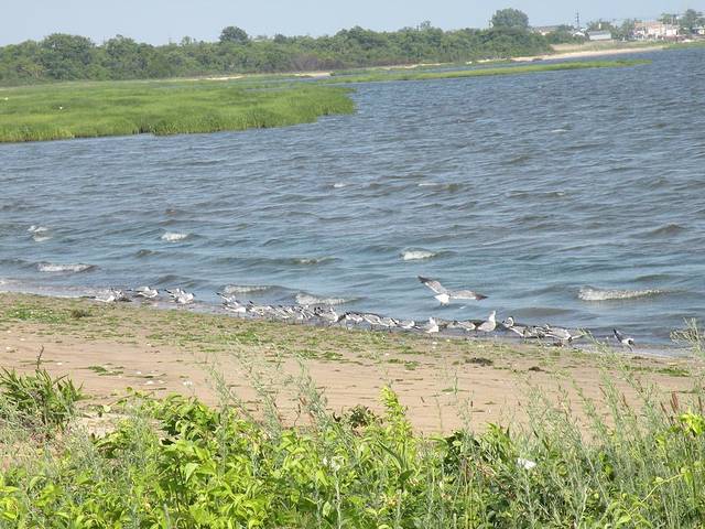 牙买加湾野生动物保护区