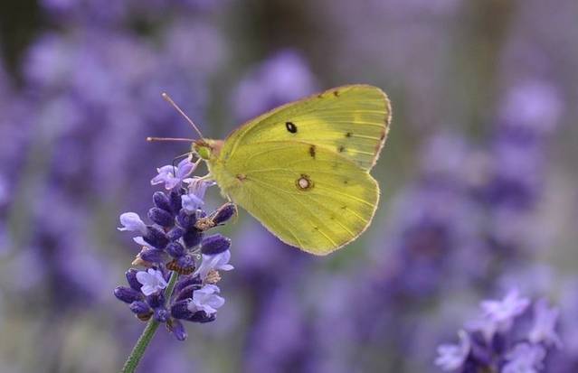 富良野高地薰衣草田