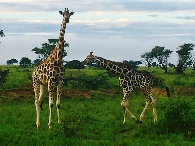 Murchison Falls National Park