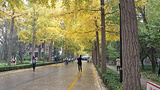 北京林业大学