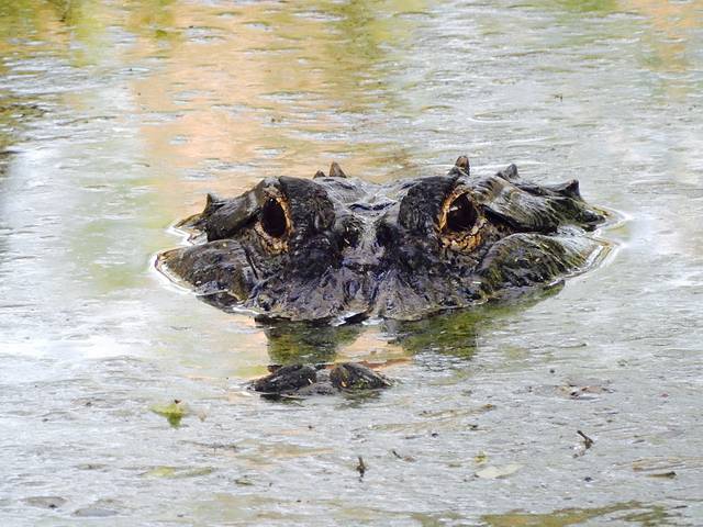 Perry's Bridge Reptile Park