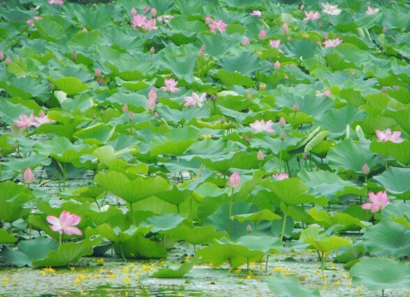 鑫农湖荷花湿地公园