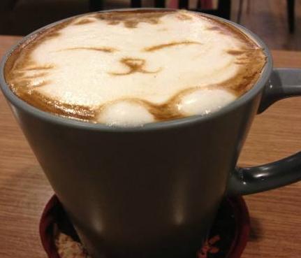 猫色咖啡·猫咖