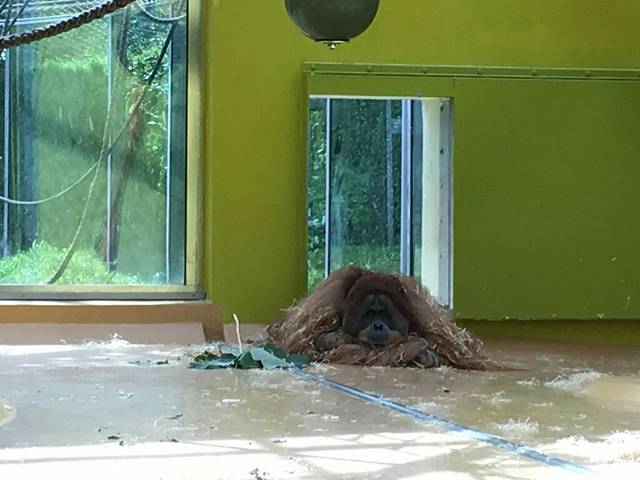 巴伐利亚州动物标本收集研究所