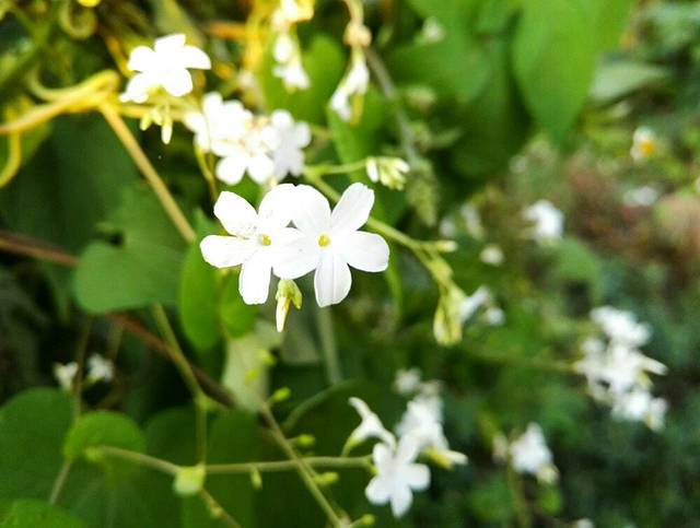 两河城市森林公园