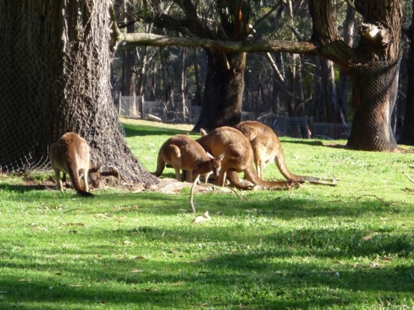 克莱兰德野生动物园