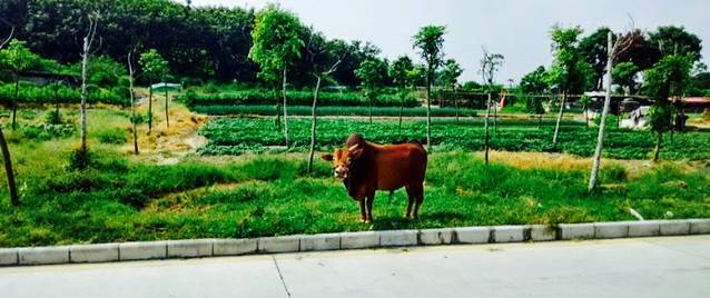 新水坑村生态园