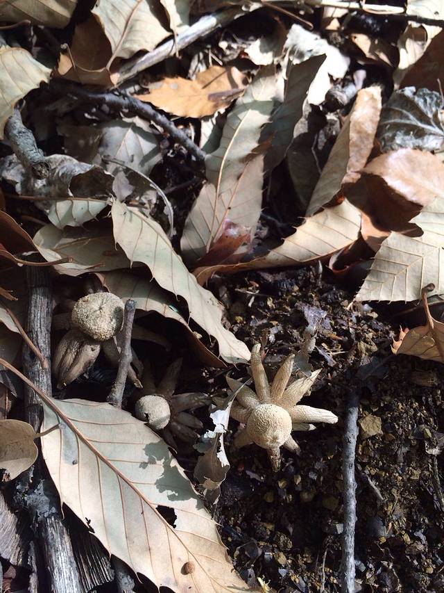 药林寺森林公园