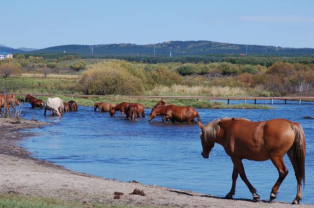 御道口草原森林风景区
