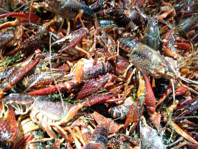 洪湖藕庄(715店)