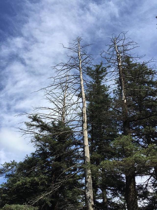 白音敖包沙地云杉景区