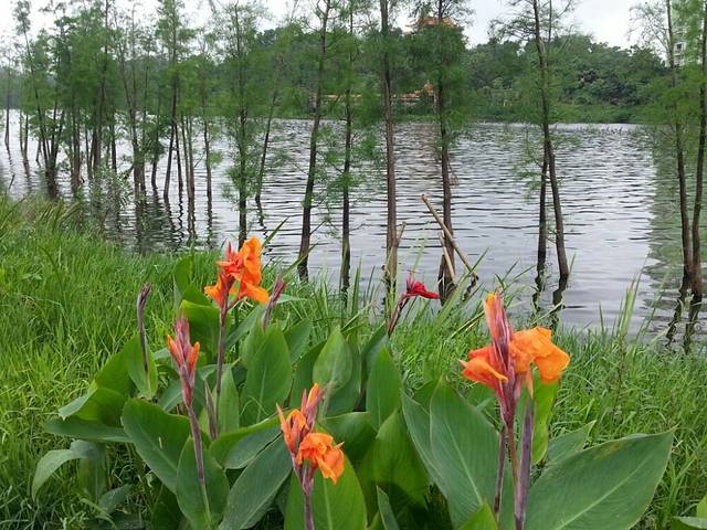 江城区鸳鸯湖公园