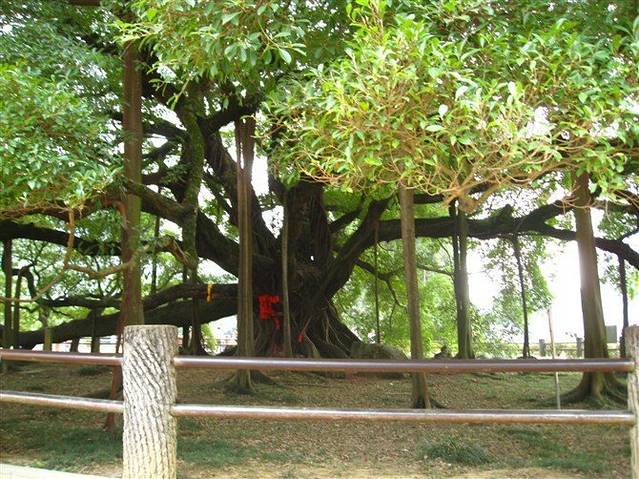 大榕树景区-刘三姐故居