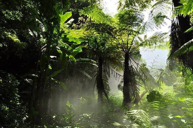 乐土亚热带雨林自然保护区