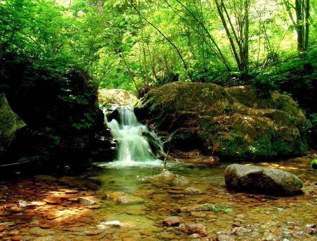 白鸡腰森林公园