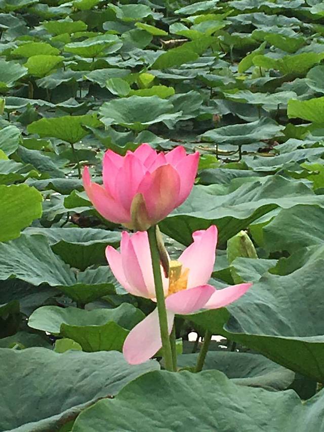 农垦当壁镇兴凯湖景区