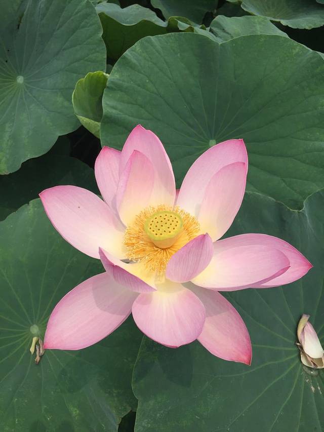 马踏湖国家湿地公园