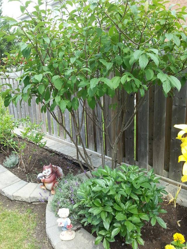 麦麦克加拿大艺术馆