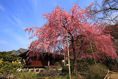 法金刚院