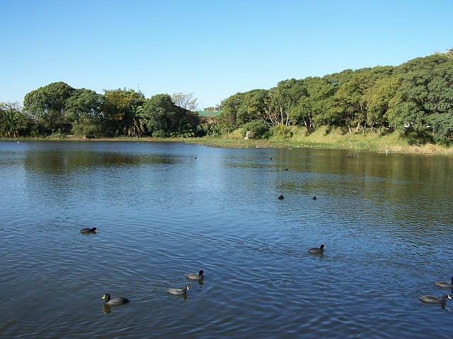 Reserva Ecologica Costanera Sur