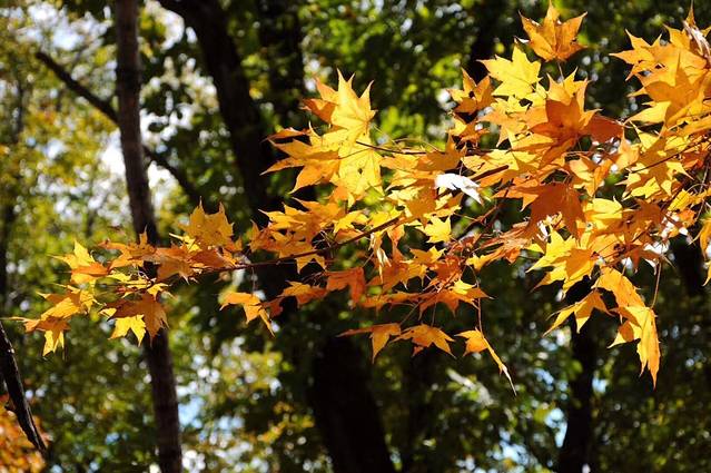 舒兰市301森林公园