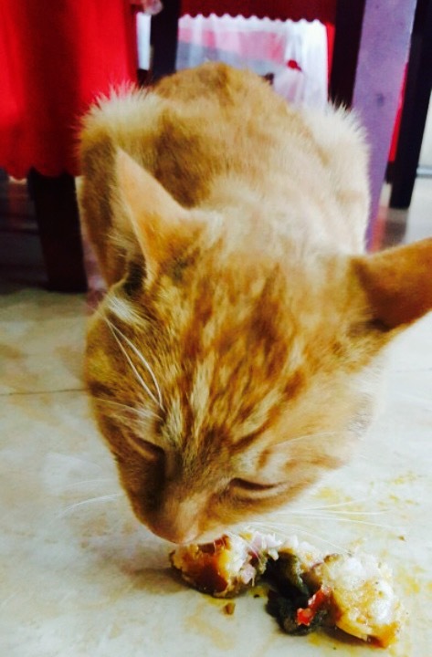 川主寺鲶鱼庄总店