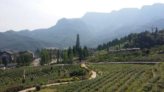 兄弟友谊藏茶(G318(旧)店)