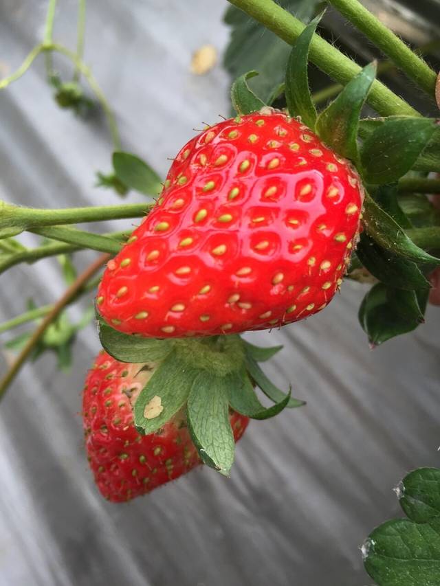 沙溪开口岩村蓝莓采摘