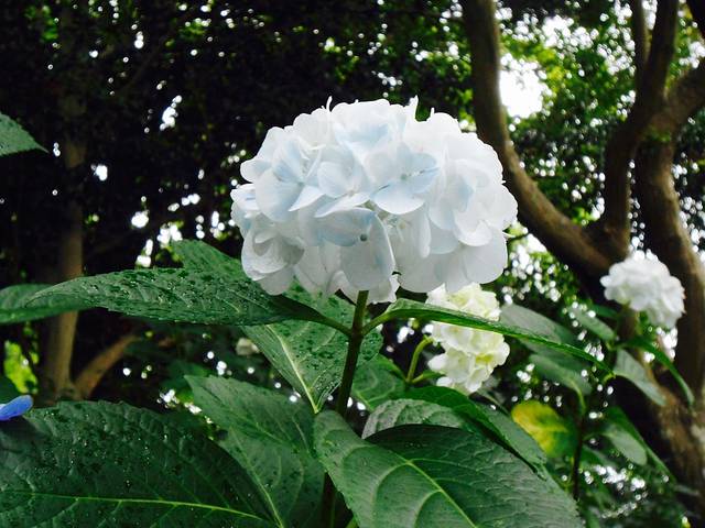 Yōkoku-ji Temple (Yanagidani Kannon)