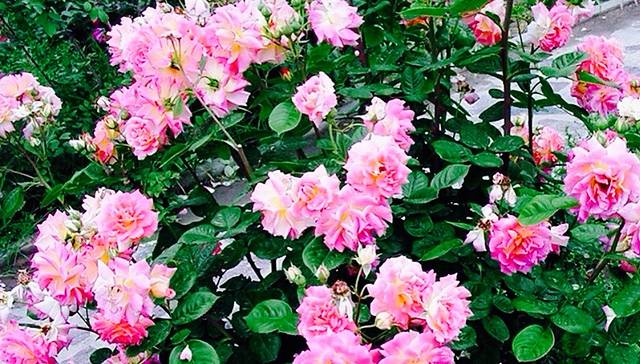 河东区危改纪念广场