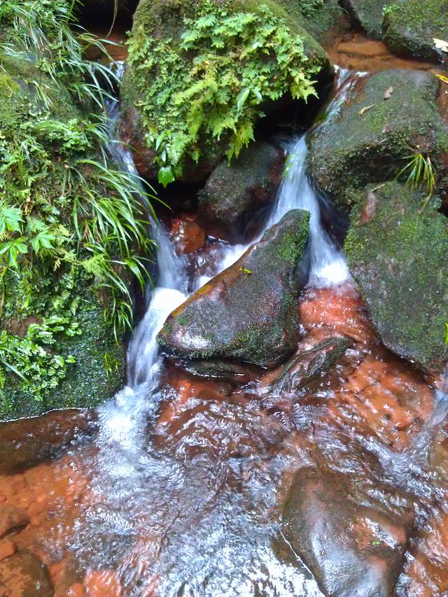 桫椤国家级自然保护区