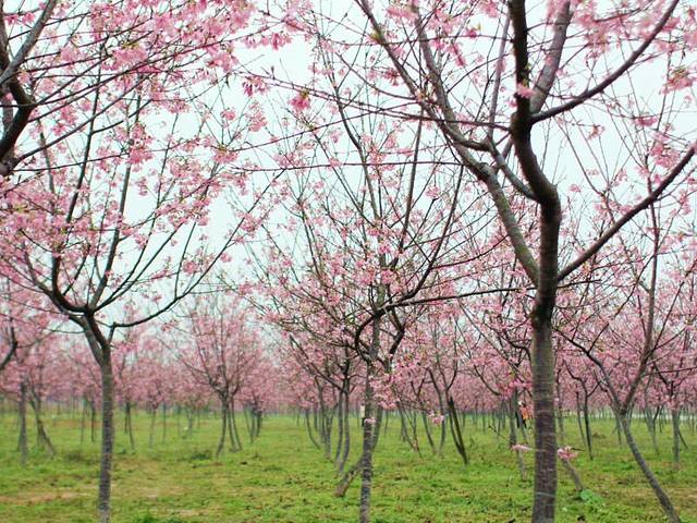 天适樱花悠乐园