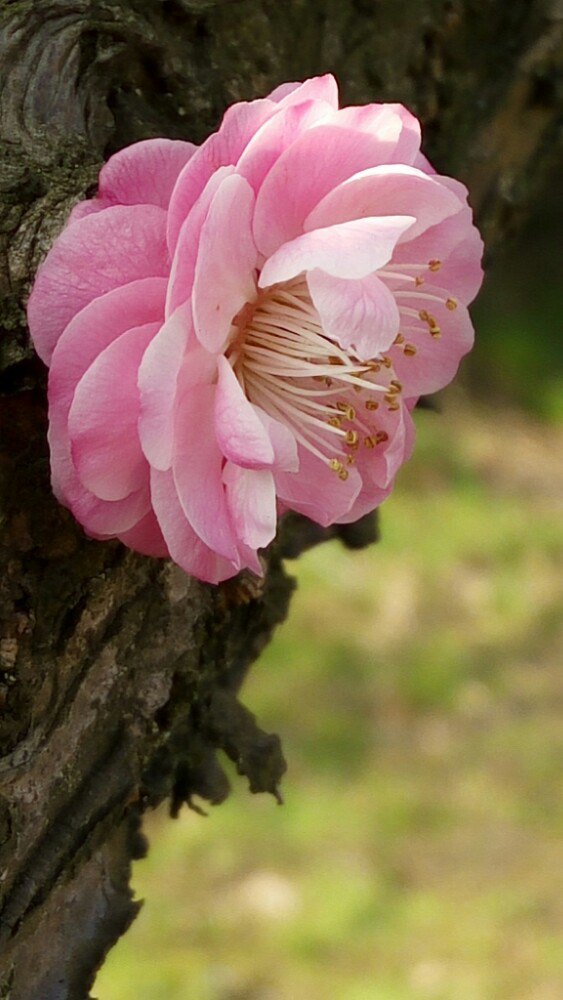 凤池山森林公园