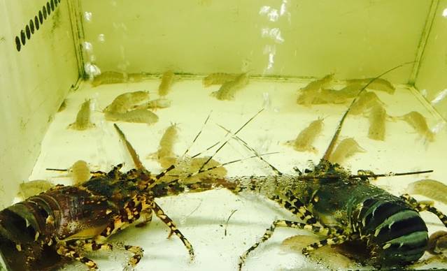 潮州饭店(城西六横街店)