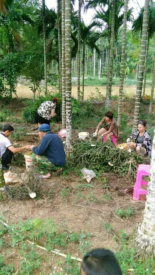 兴隆亚洲风情园