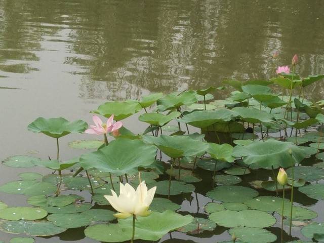 雁鸣湖休闲公园
