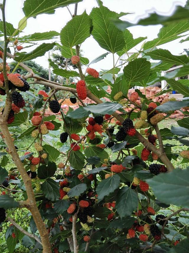 肥佬贵果园饭店