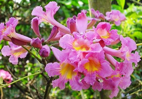 厦门华侨亚热带植物引种园