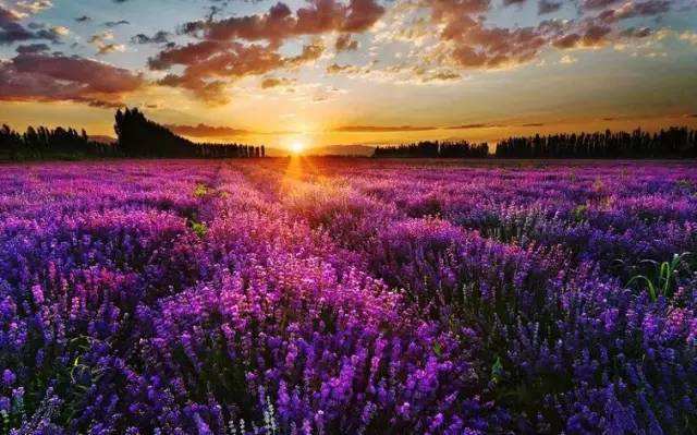 红河薰衣草风情基地