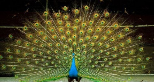 明乐农业生态庄园