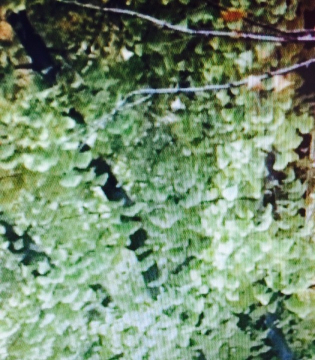 顺义夕阳红公园